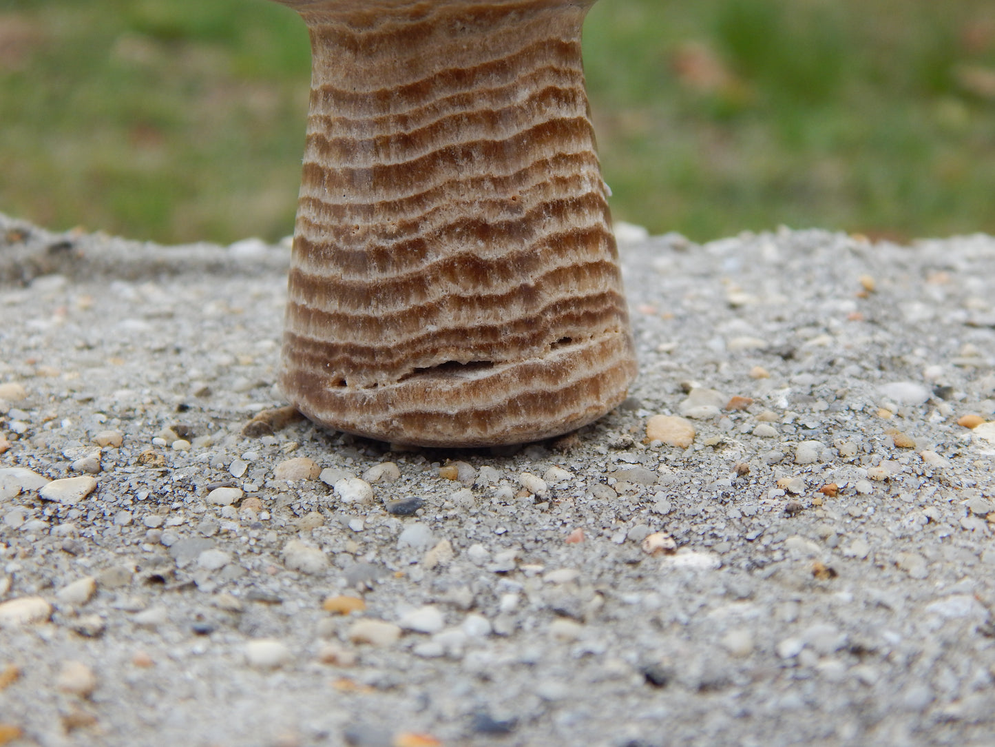 Chocolate calcite mushroom carving