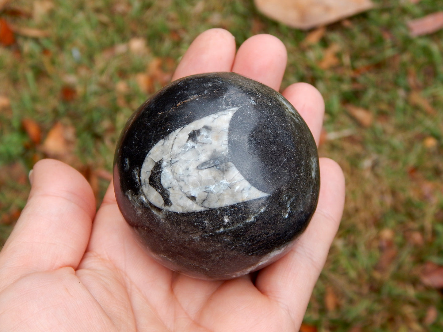 2 inch fossil stone sphere